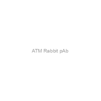 ATM Rabbit pAb